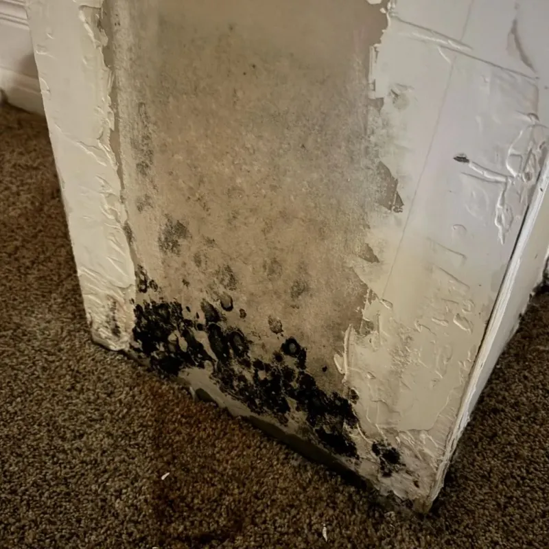 Professional Mold Removal in Calhoun County, GA